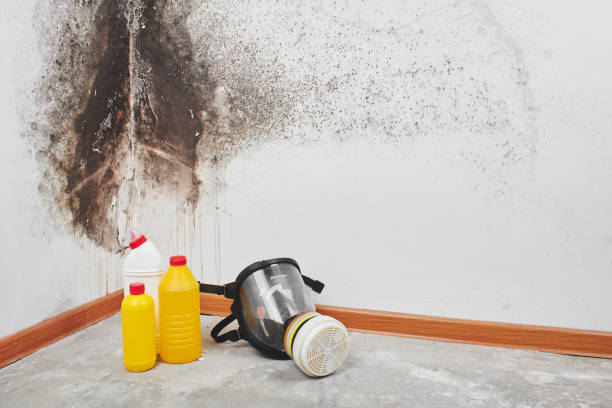 Best Black Mold Removal  in Springmont, PA