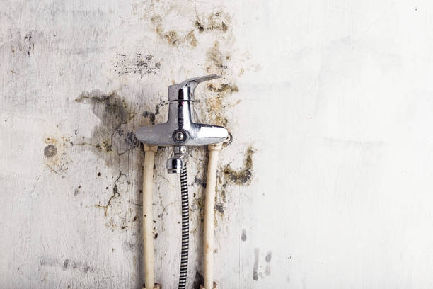 Best Mold Remediation  in Springmont, PA