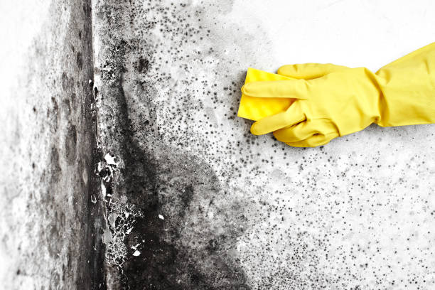 Best Local Mold Removal Service  in Springmont, PA