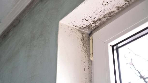 Best Affordable Mold Removal  in Springmont, PA