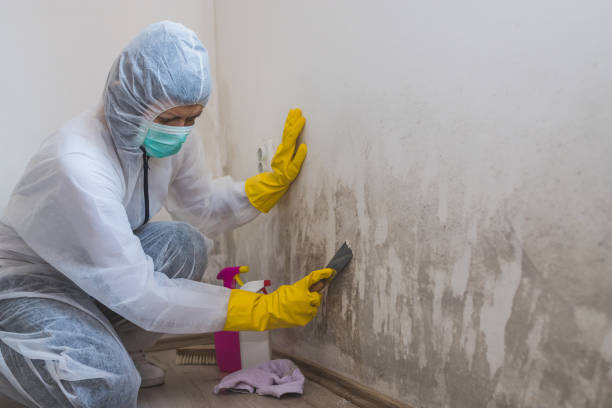 Best Residential Mold Removal  in Springmont, PA