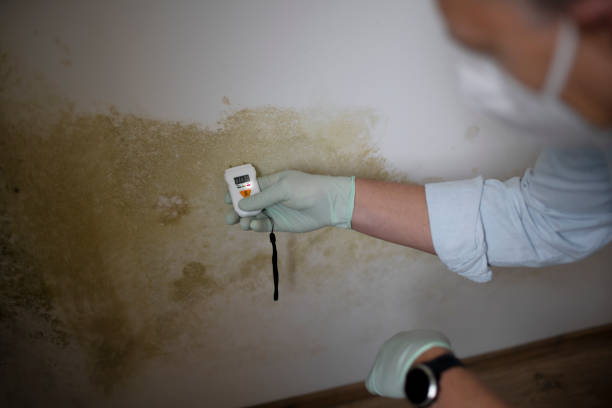 Best Office Mold Removal Services  in Springmont, PA