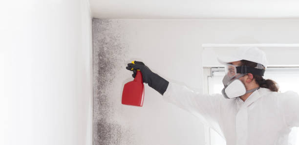 Best Mold Testing  in Springmont, PA