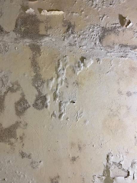 Mold Removal Process in Springmont, PA
