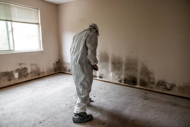 Best Toxic Mold Removal  in Springmont, PA