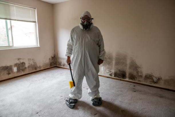 Best Attic Mold Removal  in Springmont, PA