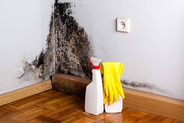 Best Commercial Mold Removal  in Springmont, PA