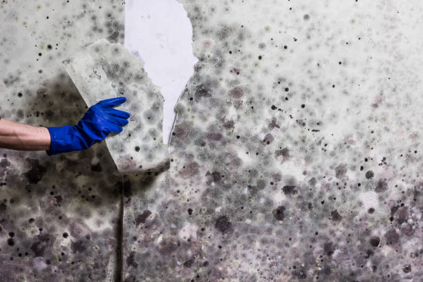 Best Certified Mold Removal  in Springmont, PA