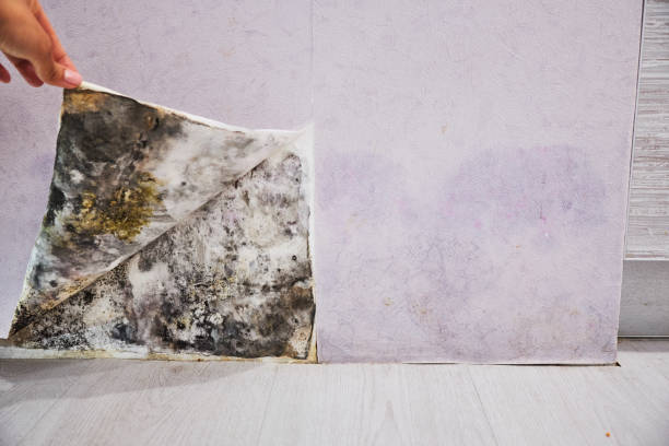 Trusted Springmont, PA Mold Removal Experts
